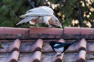 White Raven - Watches a Magpie
